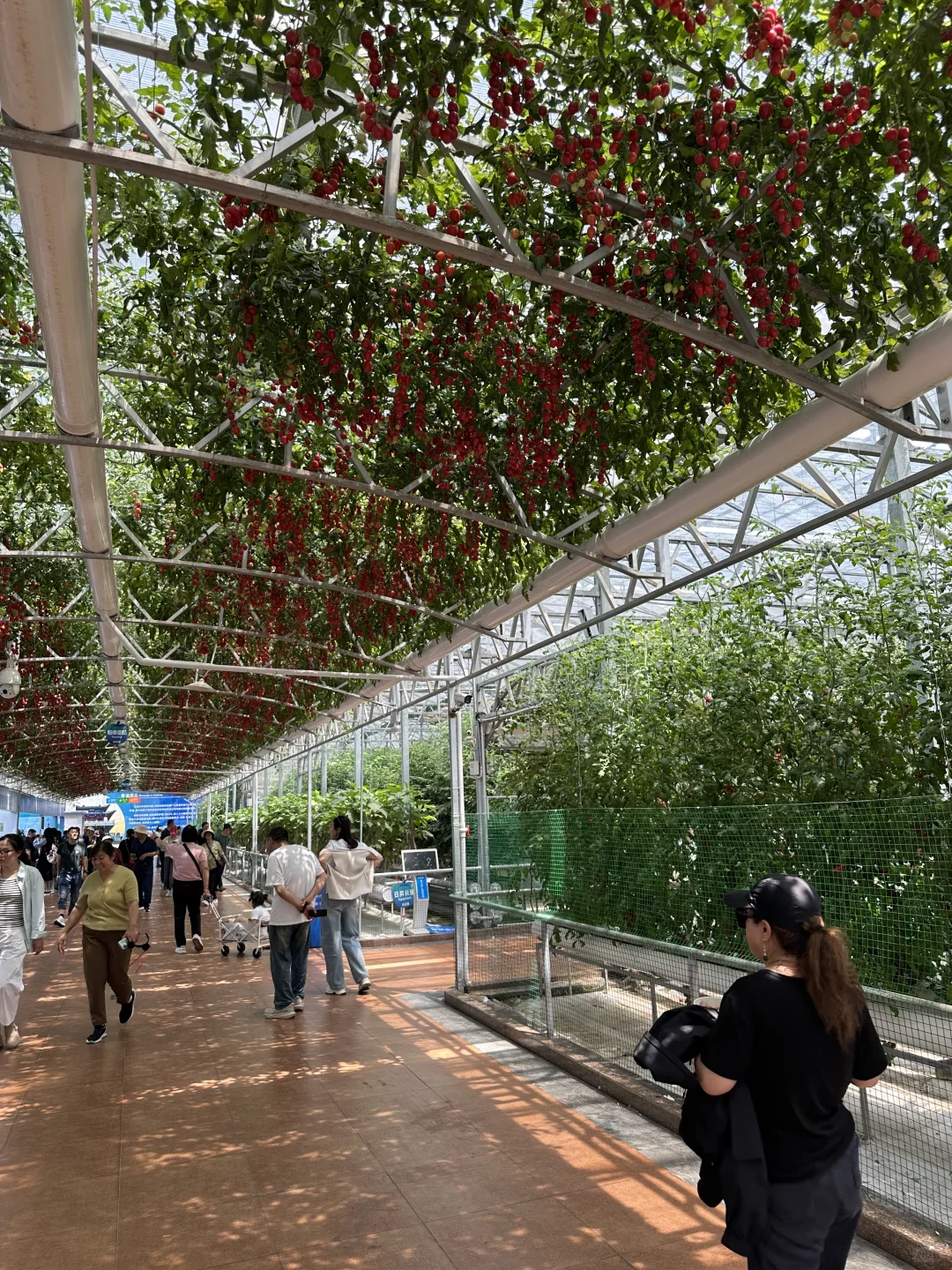 空中蔬菜廊架Aerial vegetable trellis