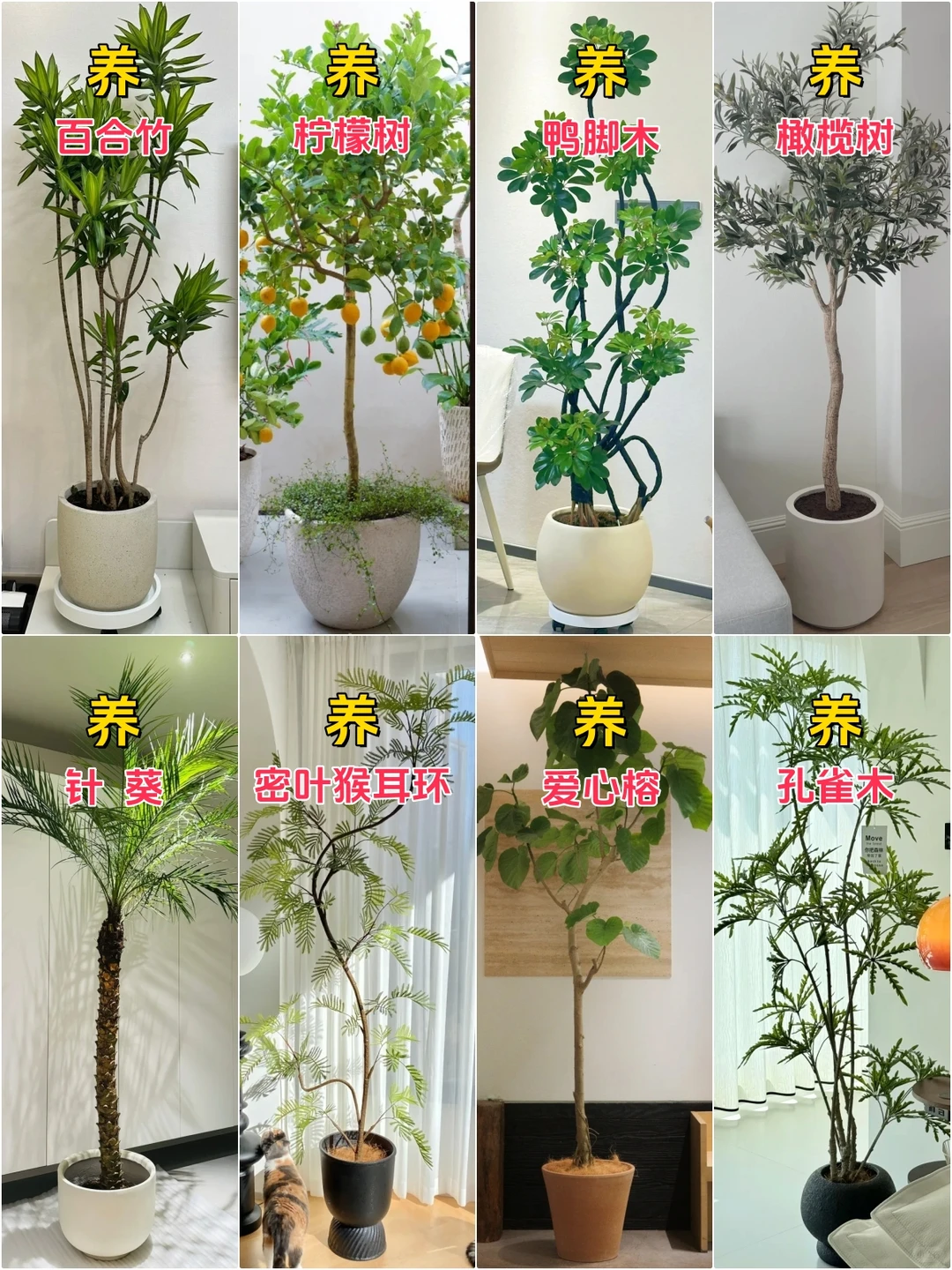 新家入住，室内网红客厅绿植推荐合集来了！