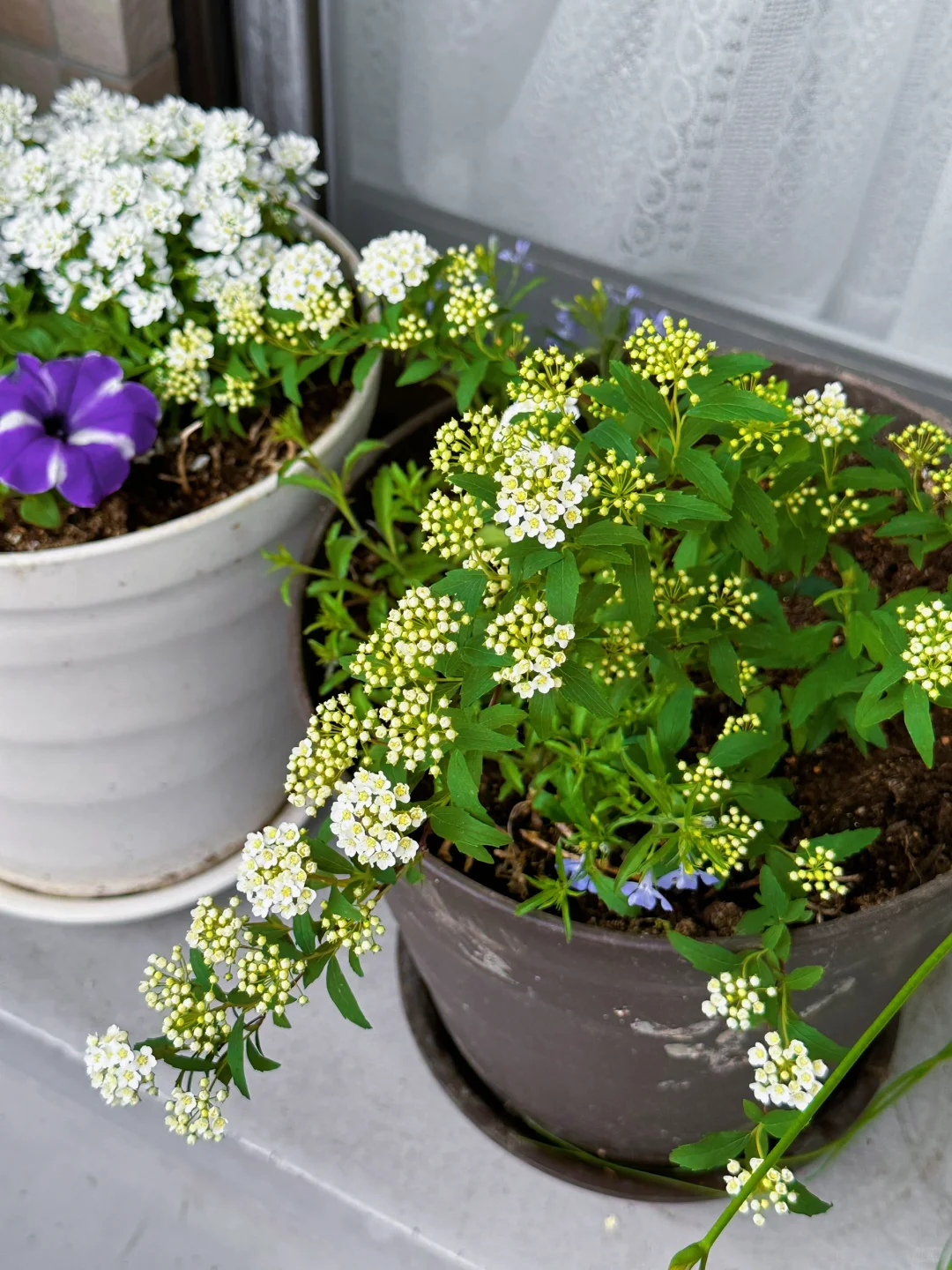 我种了一阳台的花，也不知道叫什么名字