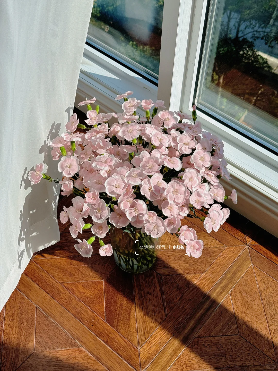 漂亮好养花期长，都找不到不喜欢的理由