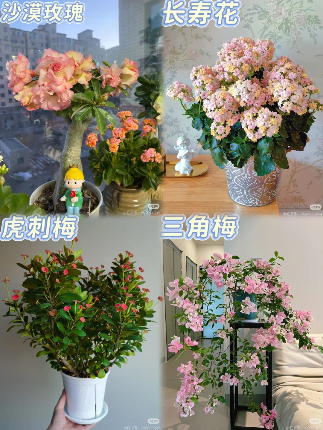 4种懒人开花植物?30天不浇水也能活!