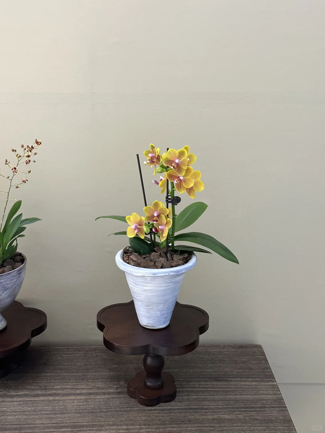 平价小众的绿植分享?