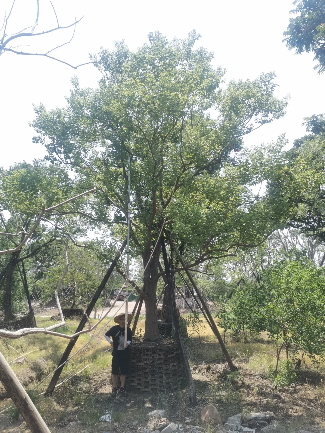 大乌桕+小乌桕均有货