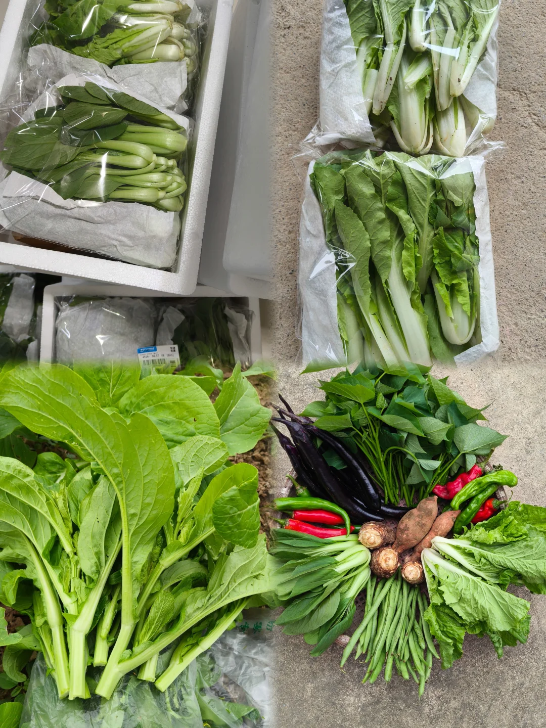 每月150供应一整月的农家应季绿色蔬菜