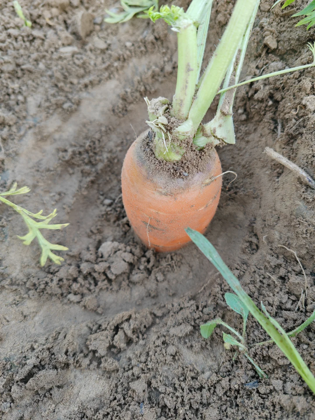 11.10?，超级营养的胡萝卜捡起来