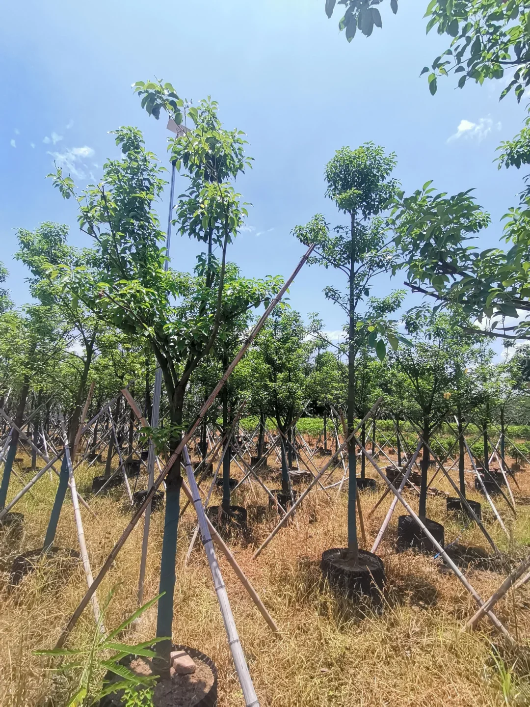 8-10分市政小香樟有货