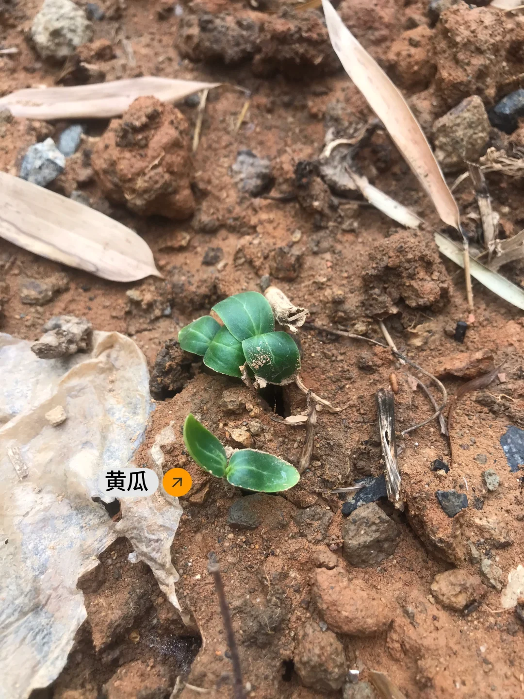 春季种菜的快乐