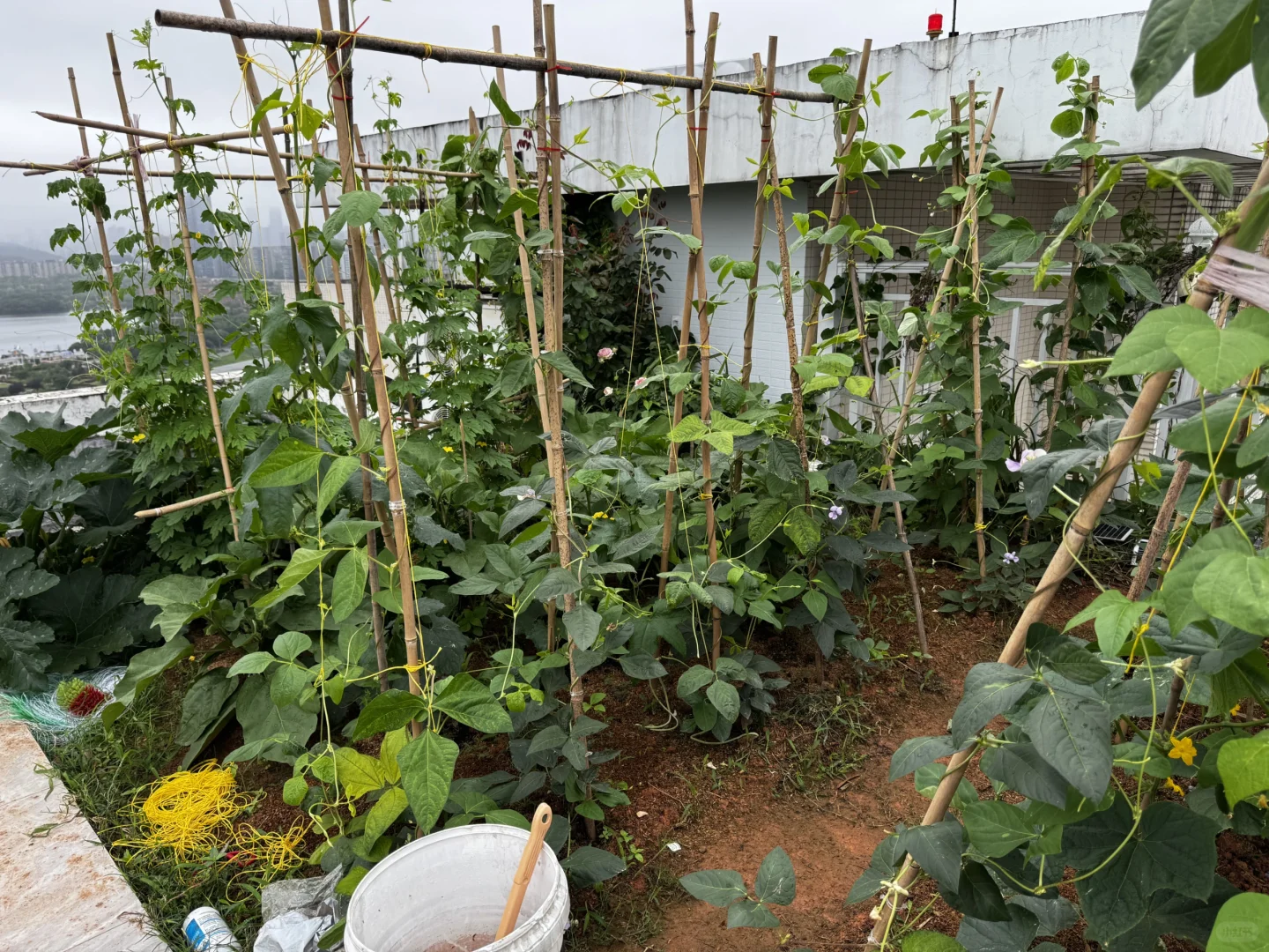 我的菜园丰盛了