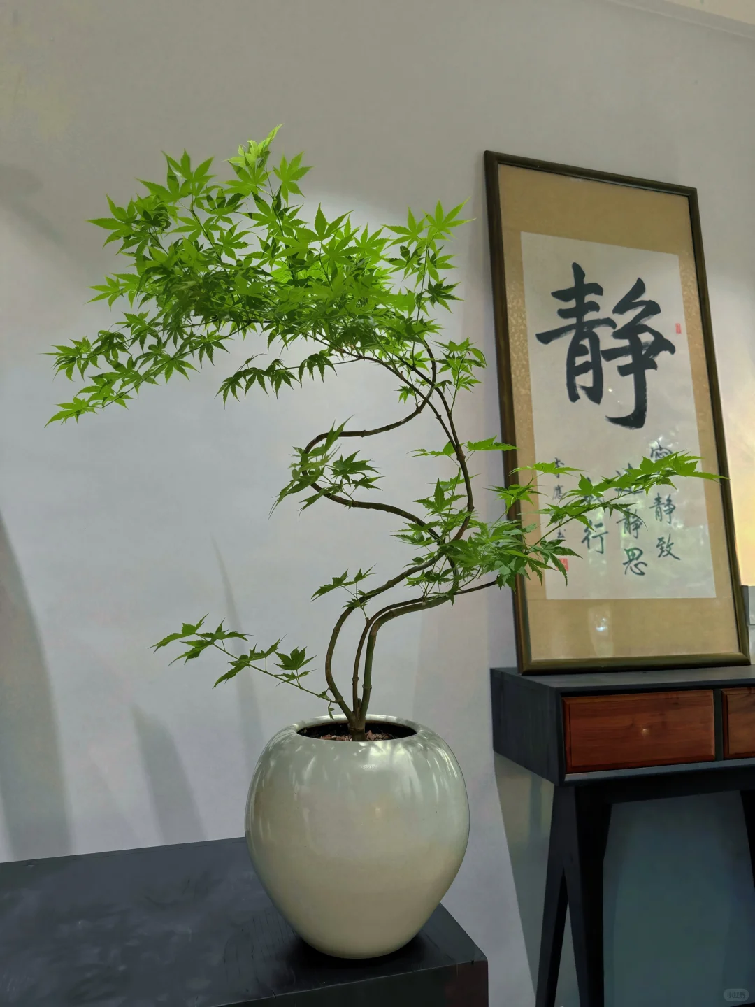 茶室必入绿植盆栽