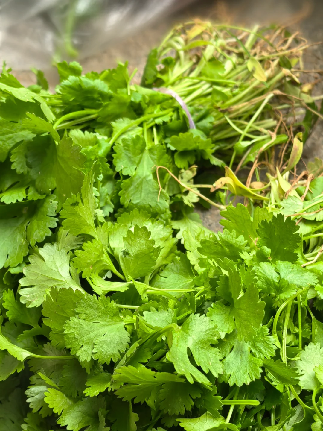 我妈当我来进货呢，?收货新鲜的蔬菜！