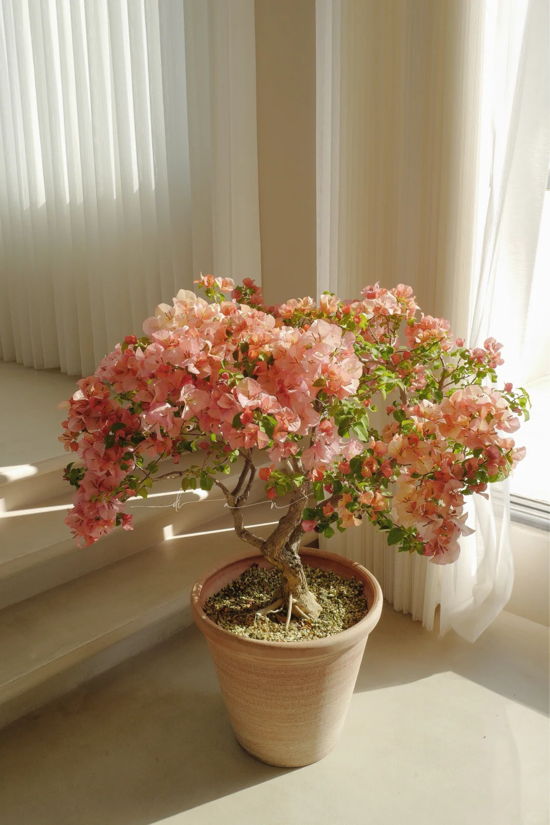 这棵大日落 每年开春都给我惊喜！