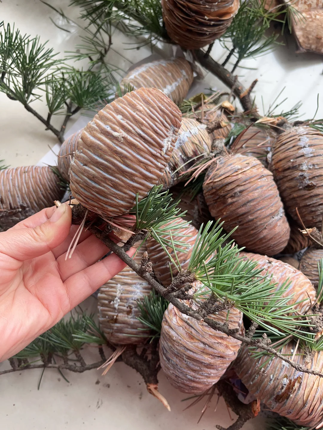 随缘出雪松鲜果，最后一批