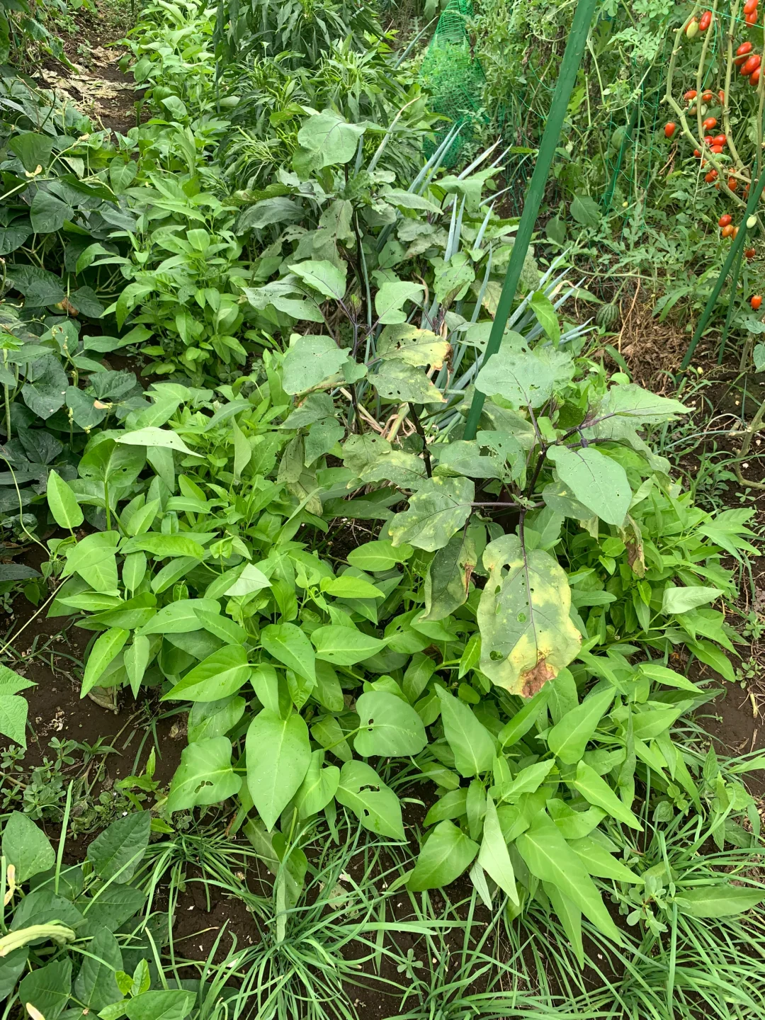 小小菜地，收获多多