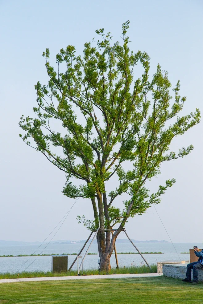 介绍华中常用乔木-朴树