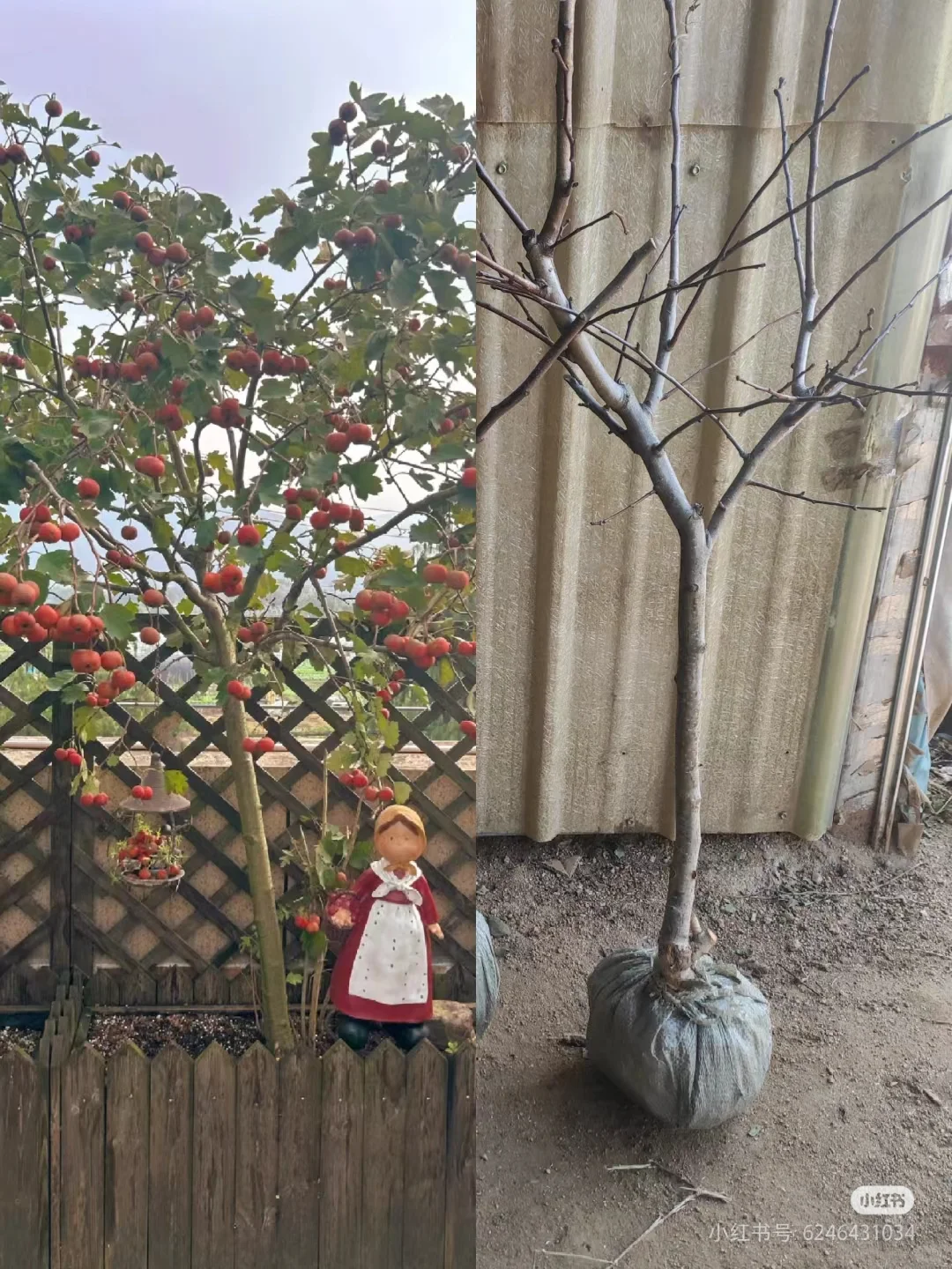 挖到了一家不错的山楂树苗