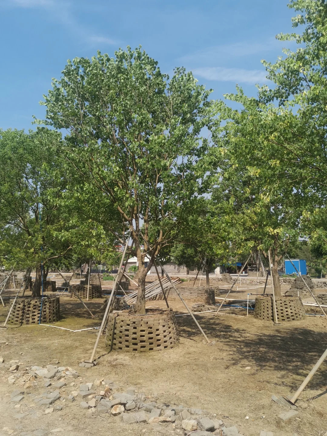 大乌桕+小乌桕均有货