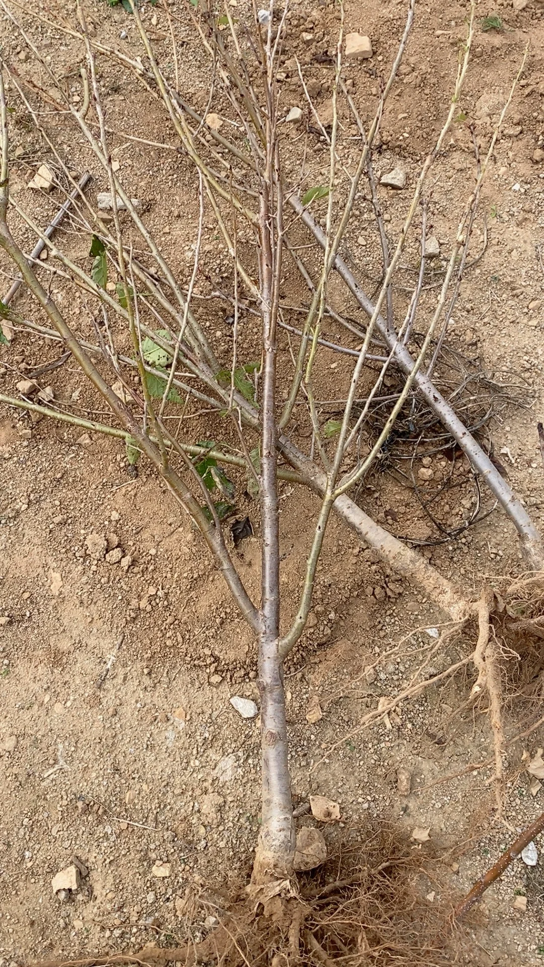 带分枝老品种中华小樱桃树苗