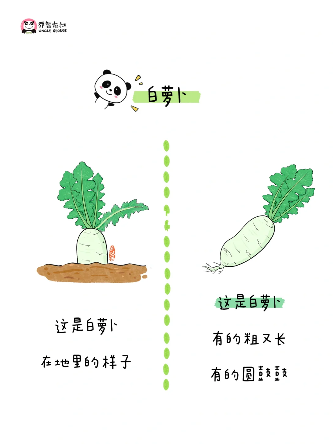 给小朋友的冬季蔬菜认知图鉴