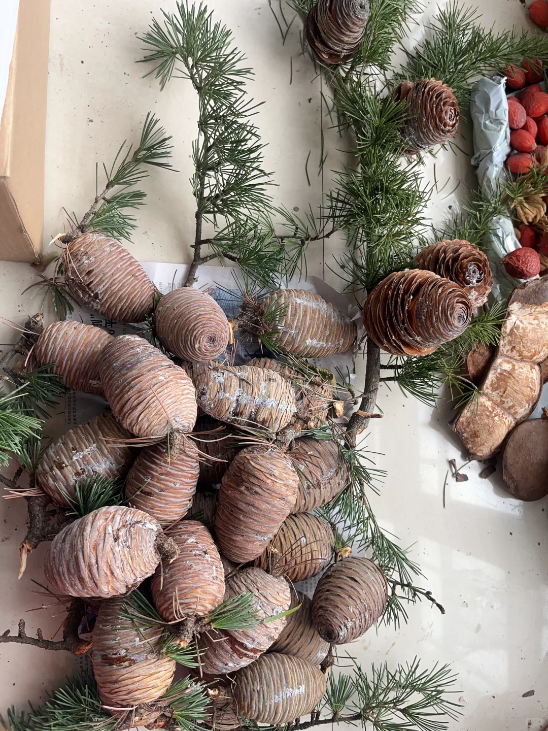 随缘出雪松鲜果，最后一批