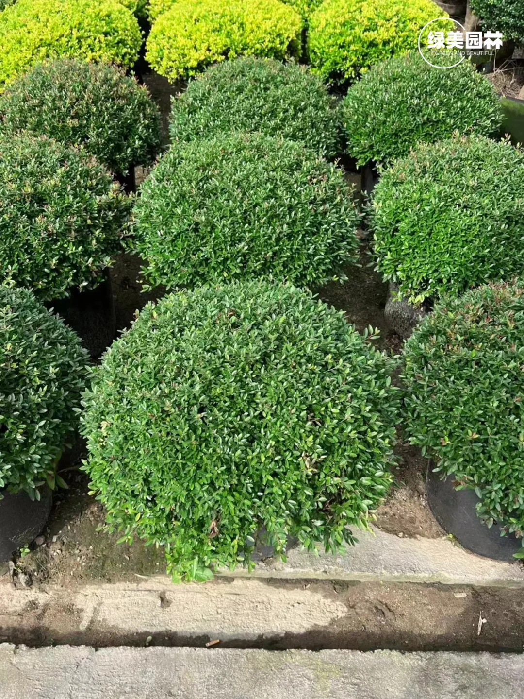 手把手教你苗木应该要怎么挑选呢?