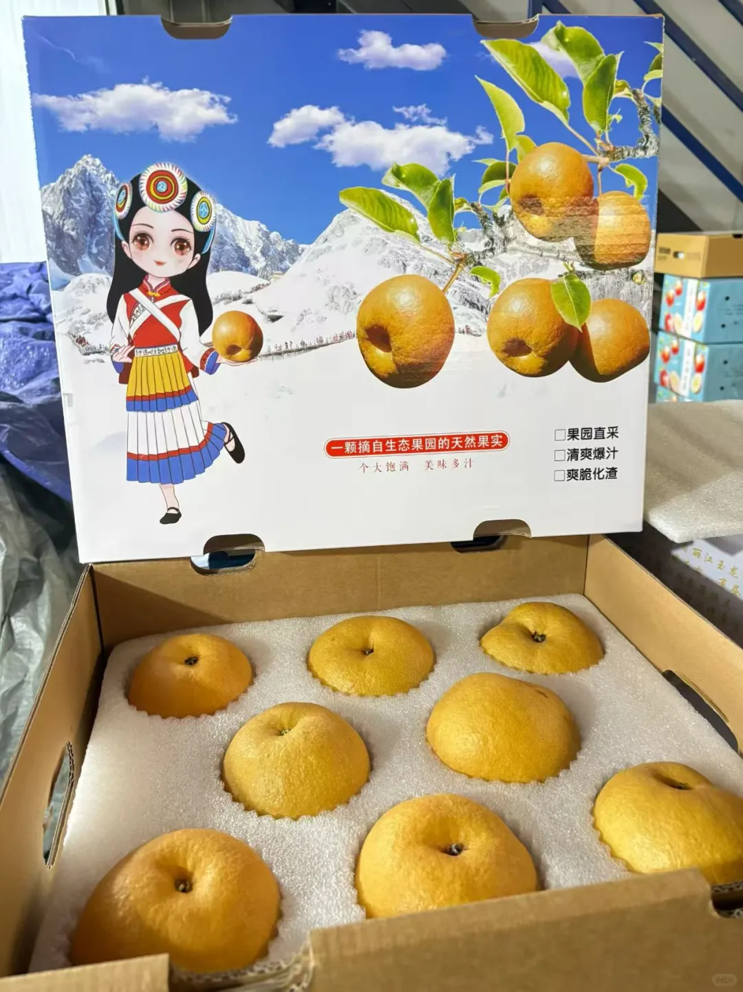 丽江雪山高原木梨