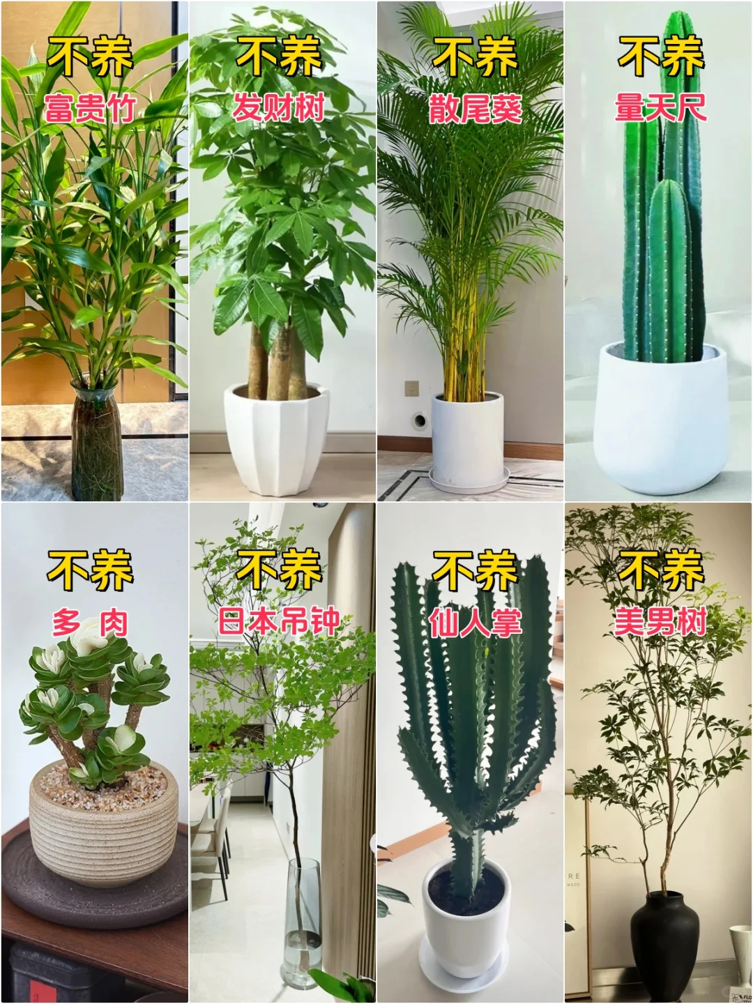 新家入住，室内网红客厅绿植推荐合集来了！