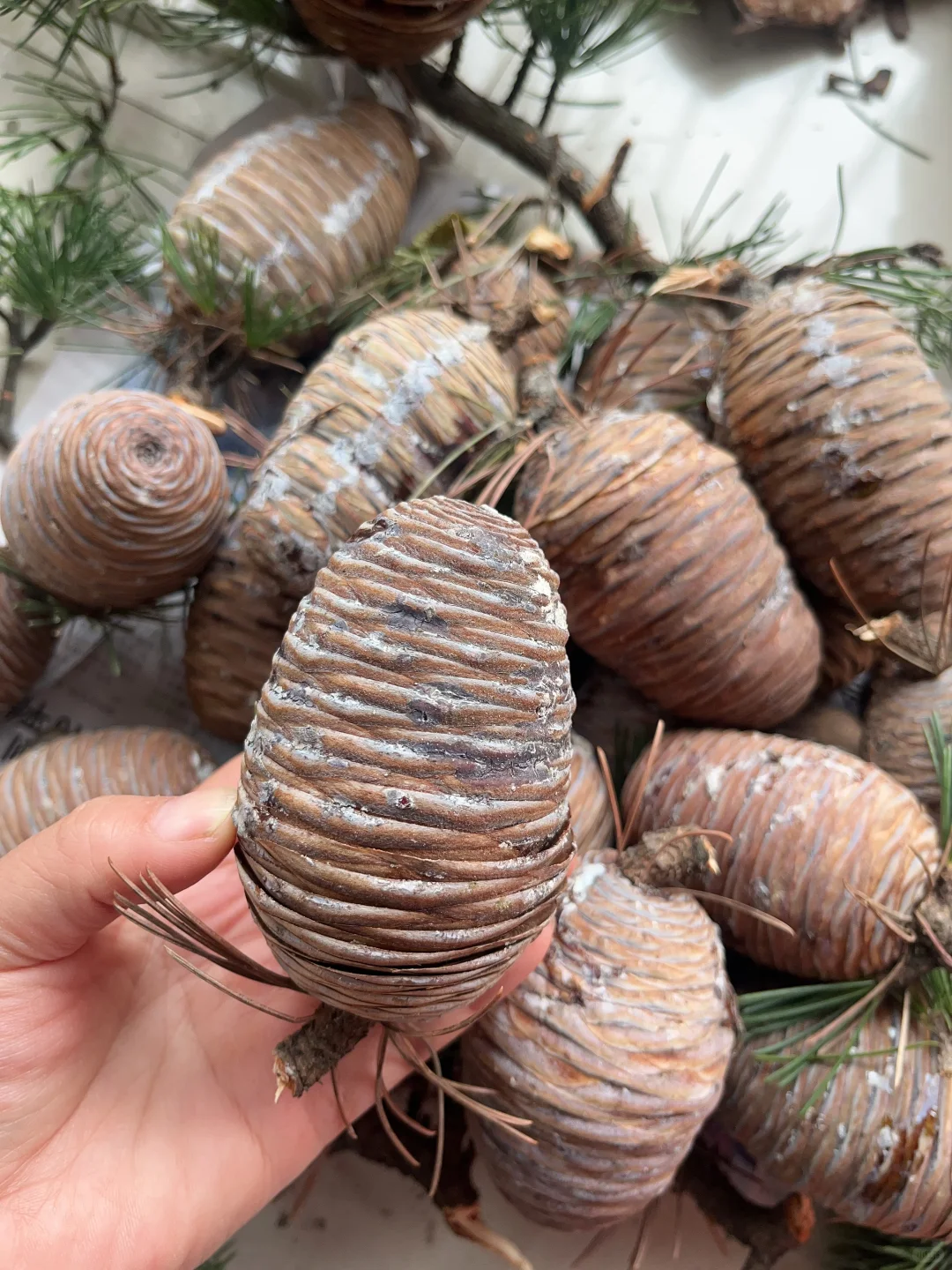 随缘出雪松鲜果，最后一批