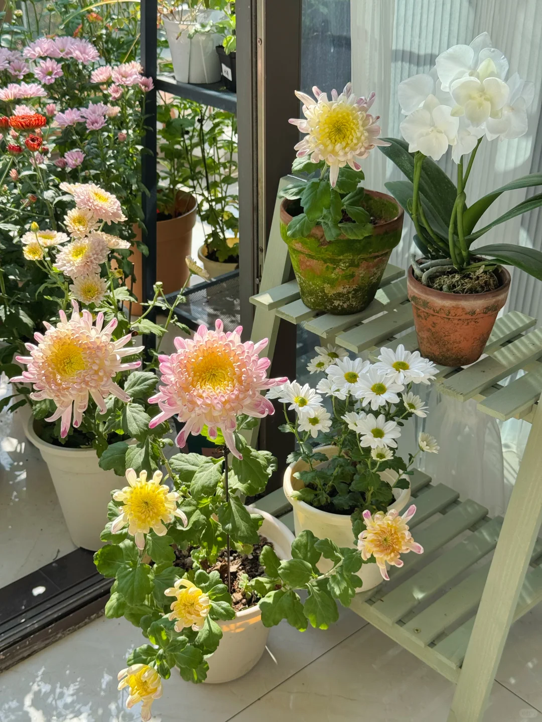 秋天被鲜花和阳光包围的阳台