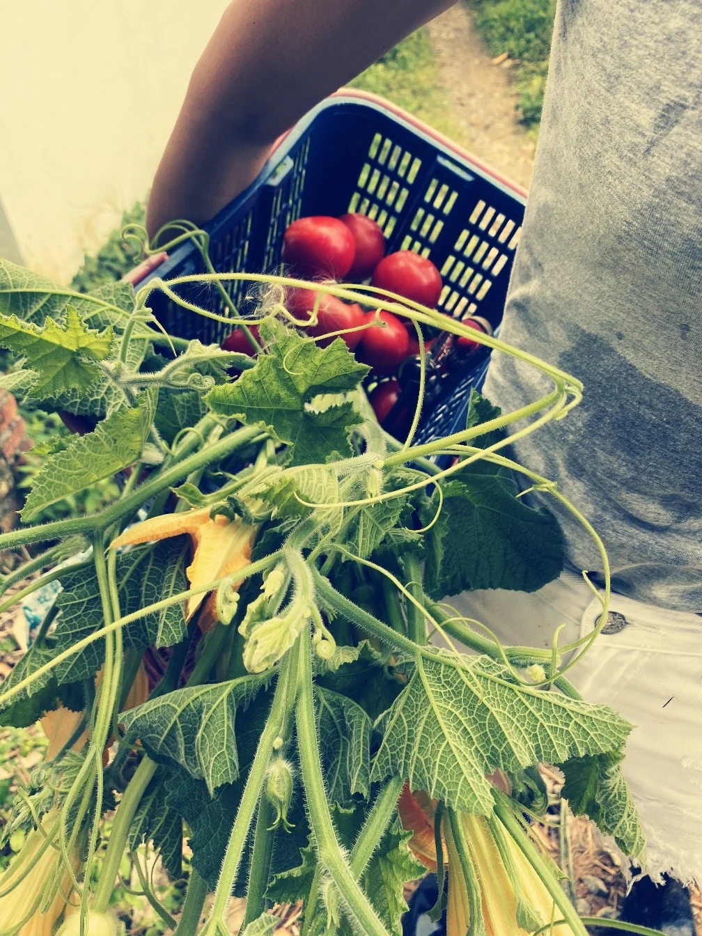 绿色田园与大龄青年