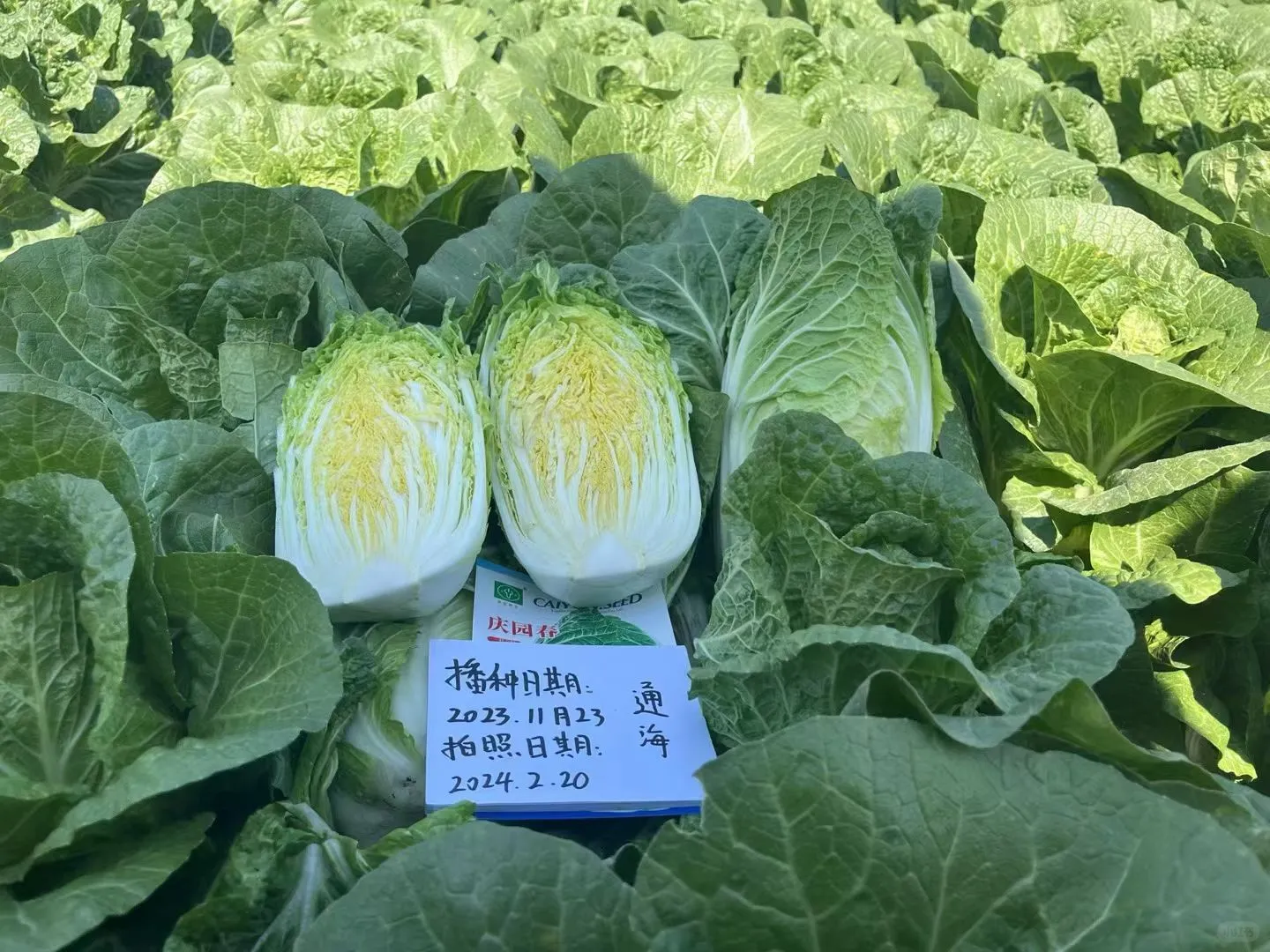 云南，云佳。云佳种业，甘兰种子，甘蓝种子