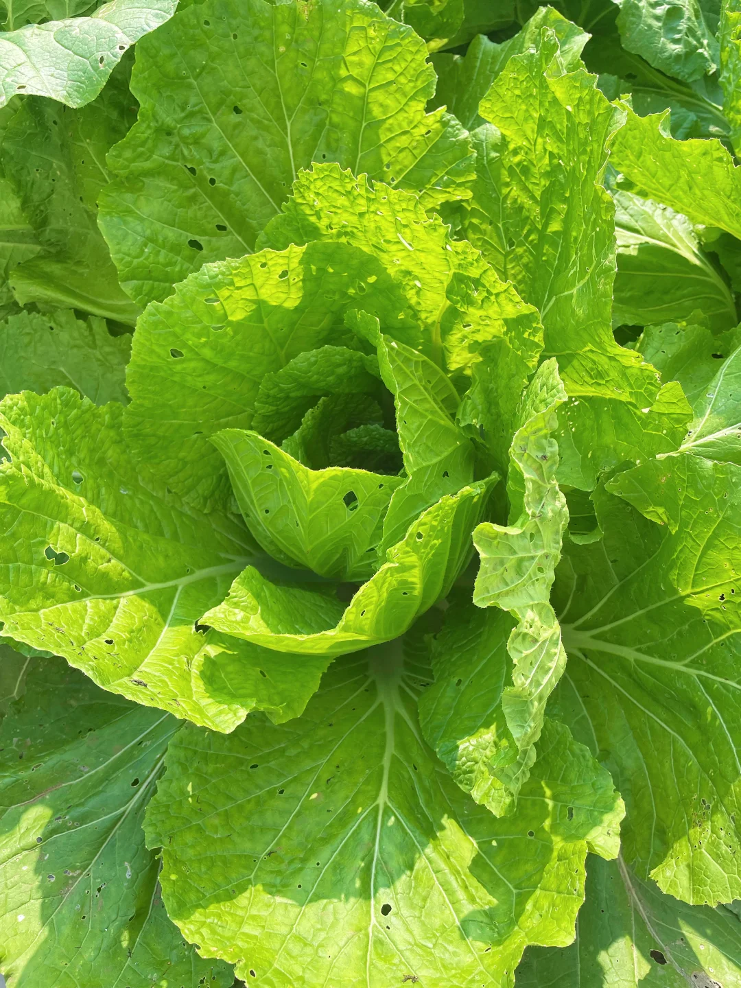 不仅是绿色的蔬菜，而且还是绿色蔬菜