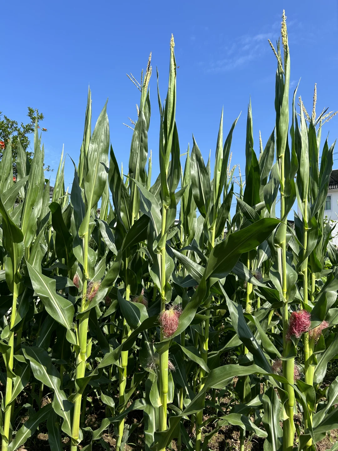 夏天的菜园满满当当 一顿八个菜 各个不重样