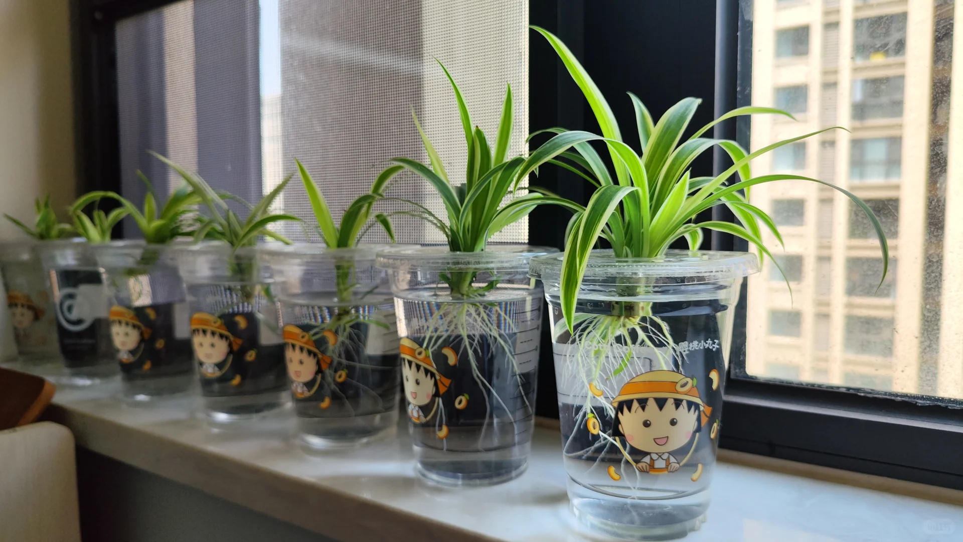 被问好多次的高盆兰草，长大了