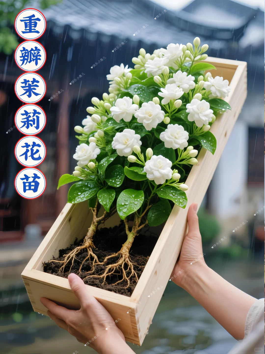 怪不得这花叫茉莉