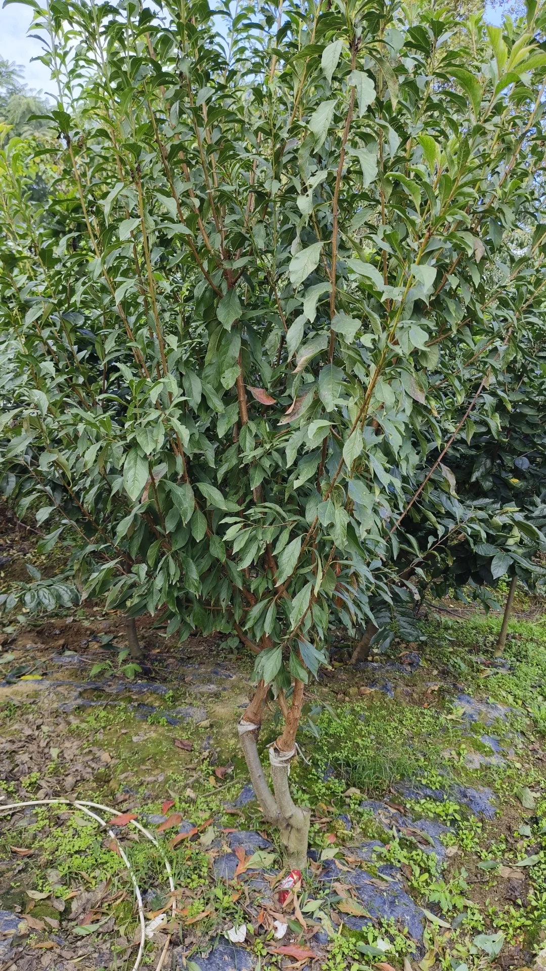 成都龙泉驿区果树苗基地