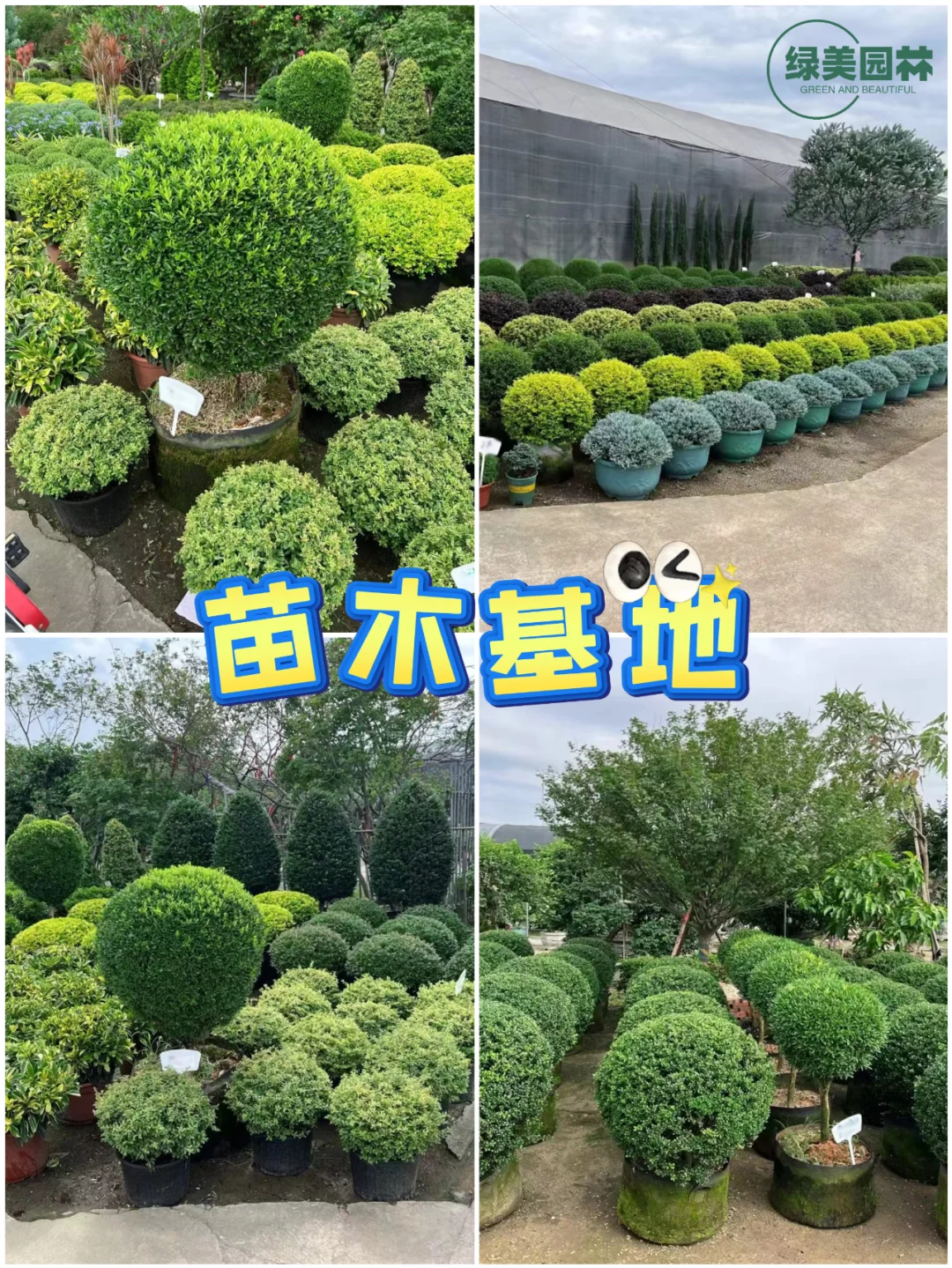 手把手教你苗木应该要怎么挑选呢?