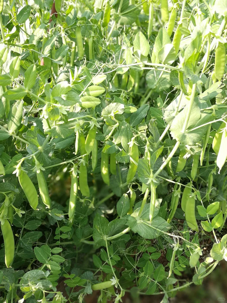 2025年常见蔬菜种植时间来了，抓紧收藏