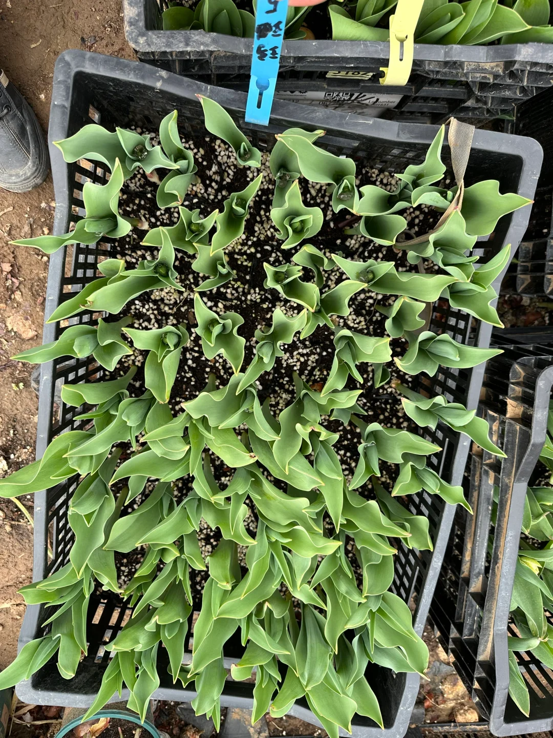 我家买的今年没种好的，联系我送带花苞的