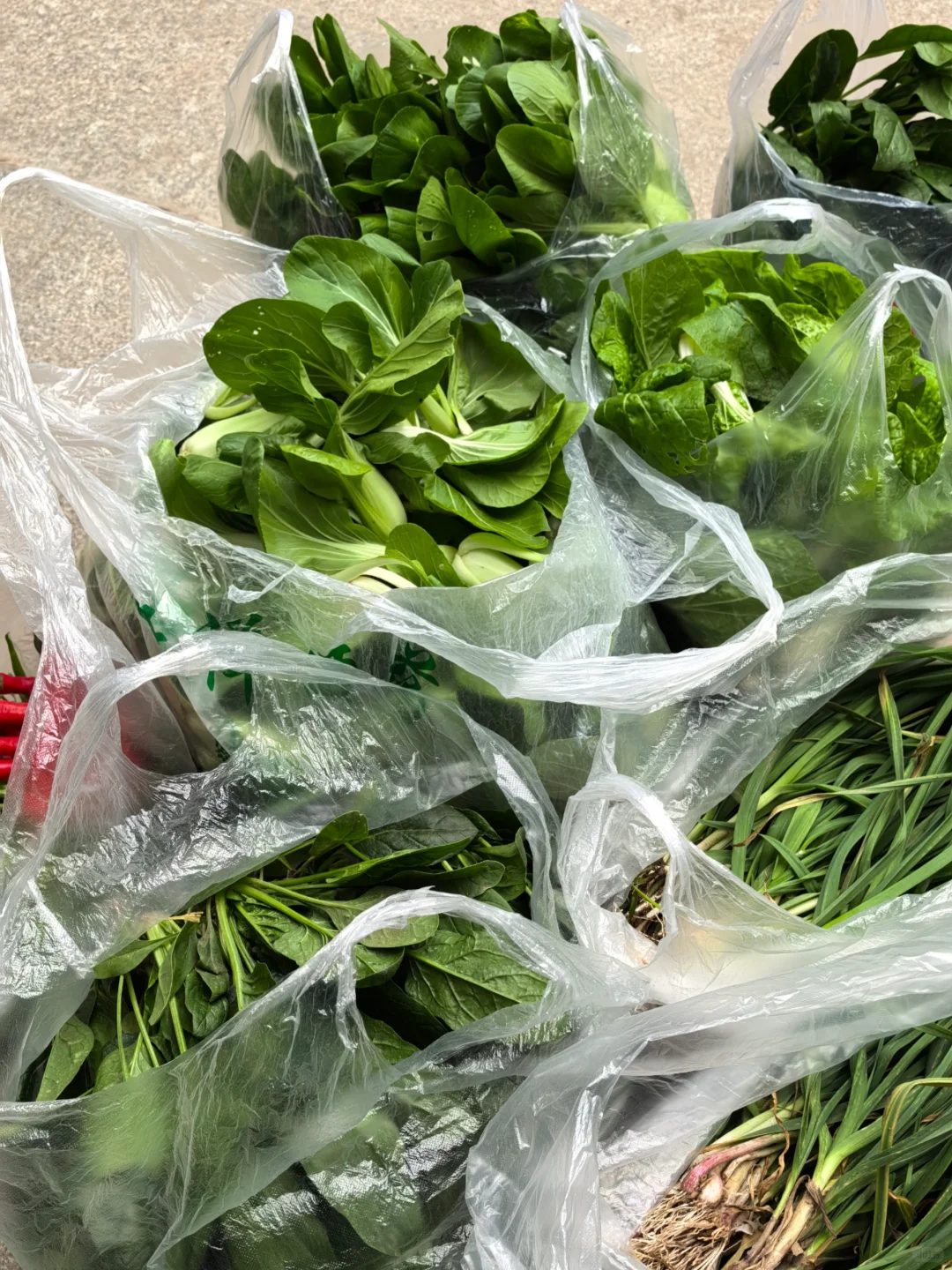 我妈当我来进货呢，?收货新鲜的蔬菜！