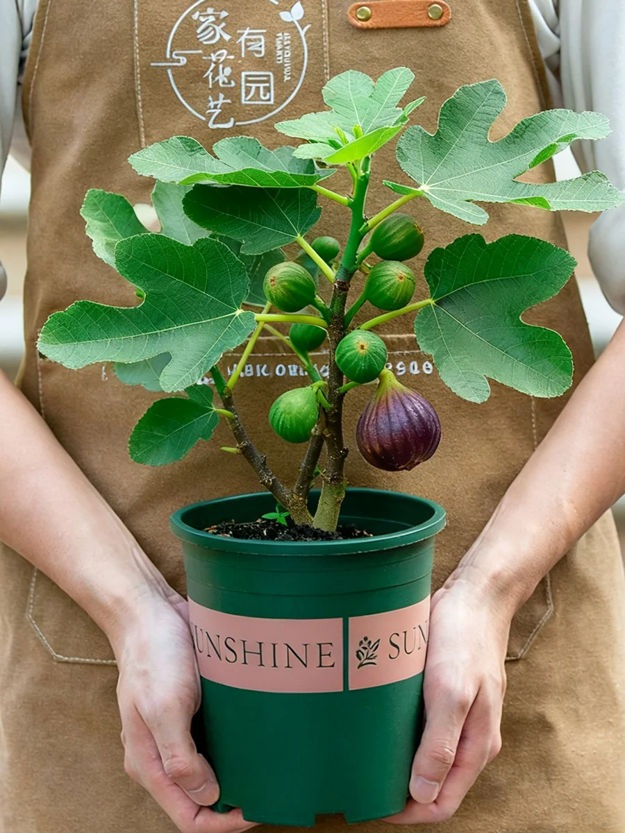 ?阳台新宠！波姬红无花果超治愈
