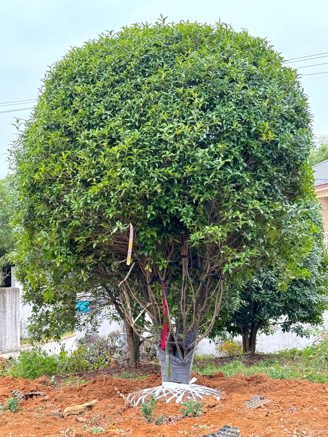 今天两大车桂花发往杭州??