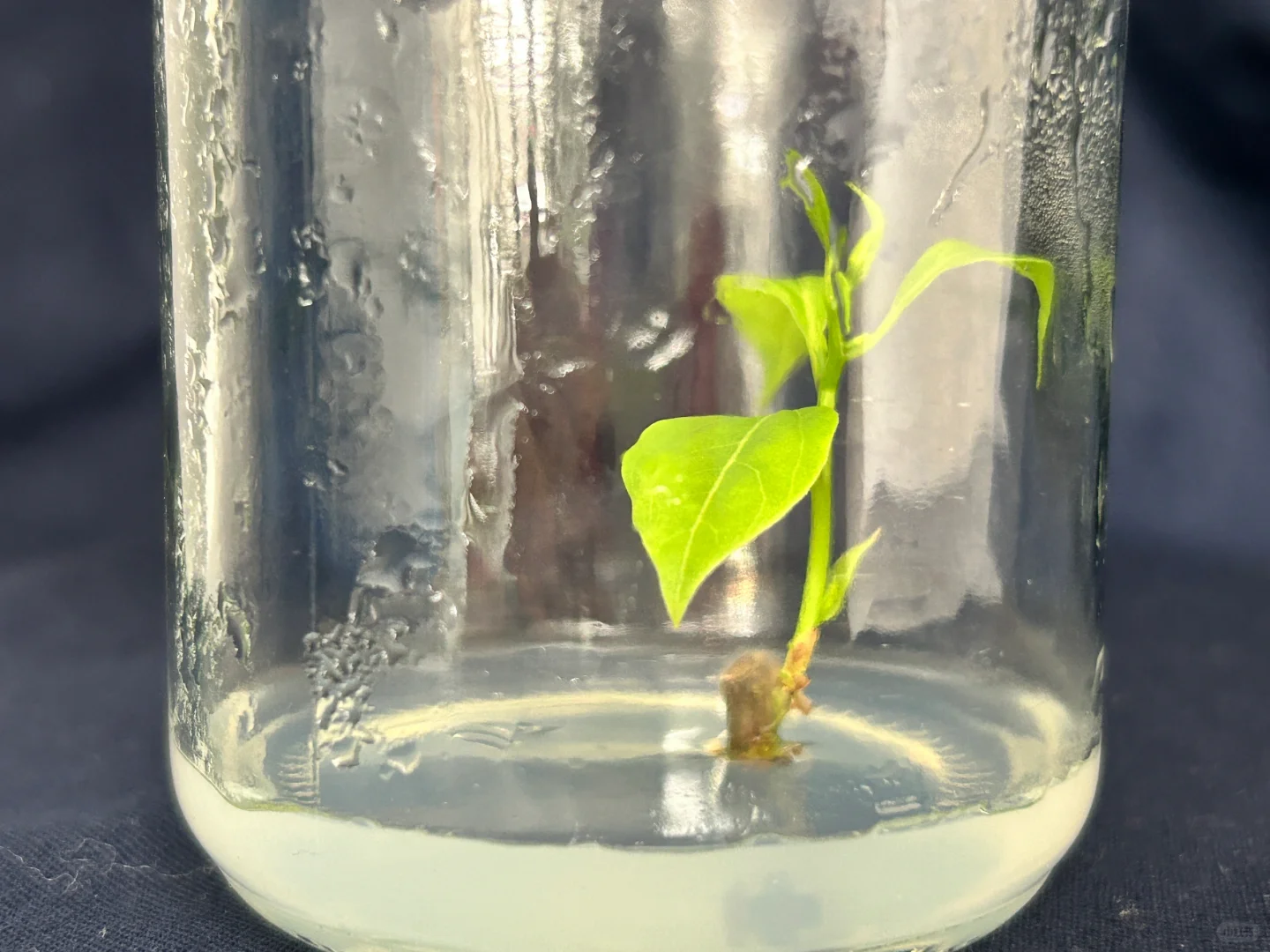读研日记｜木本植物组织培养实验太神奇了