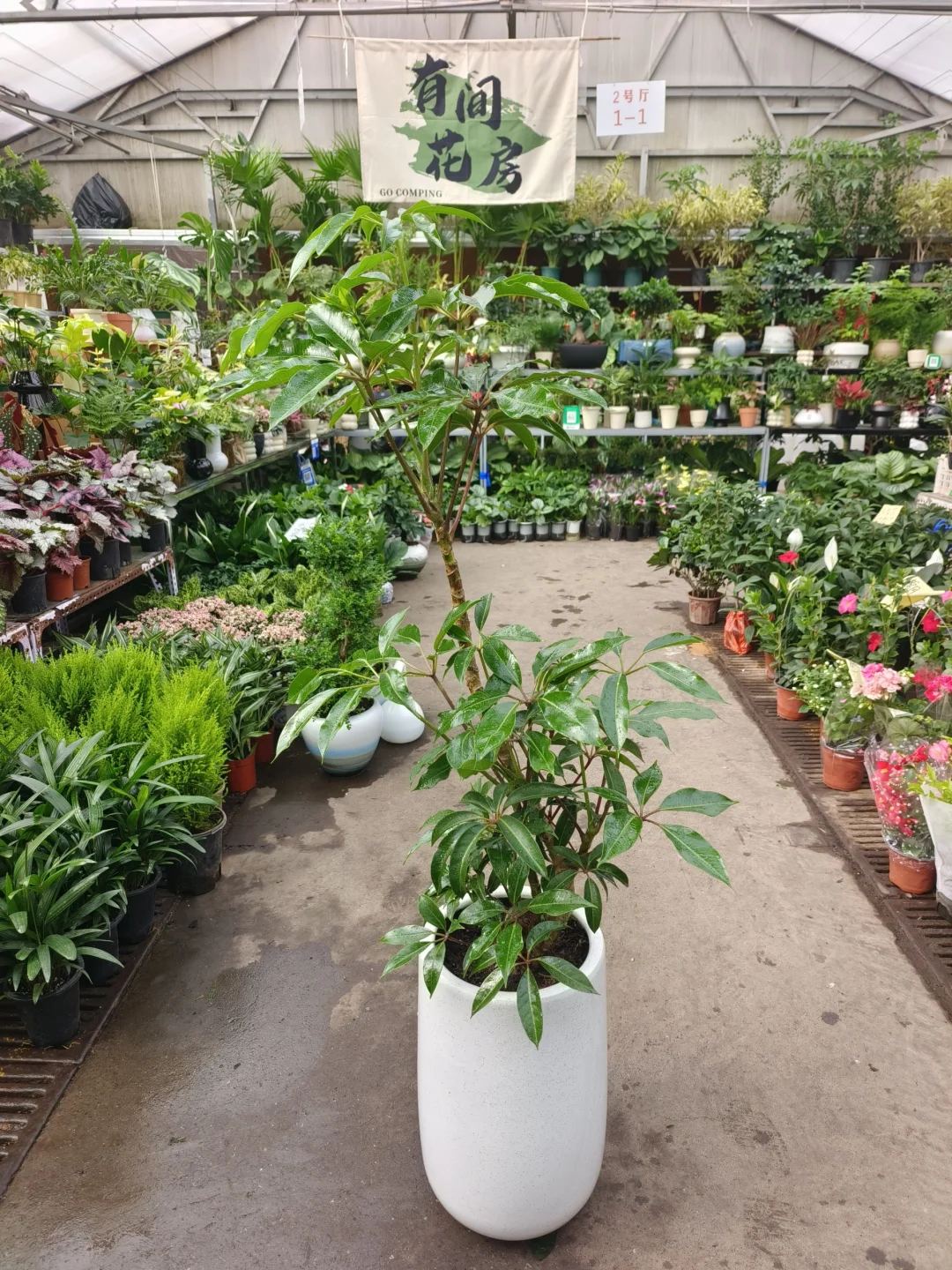 绿植软装是家里最好的软装?绿植软装