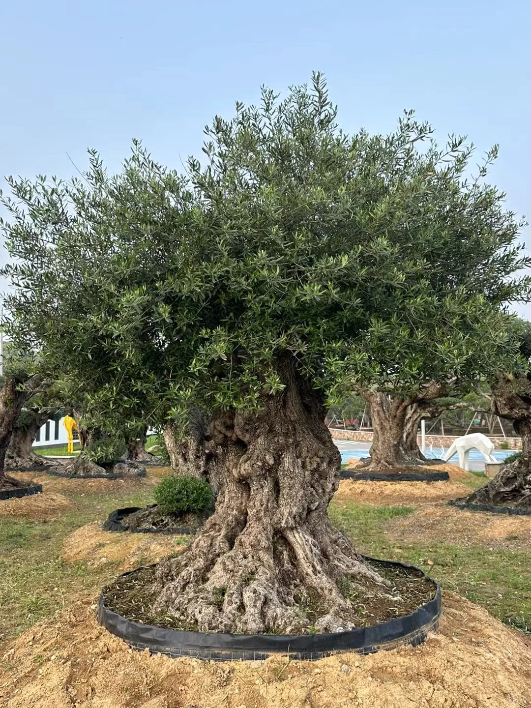 这颗树种院子里被问爆啦‼️