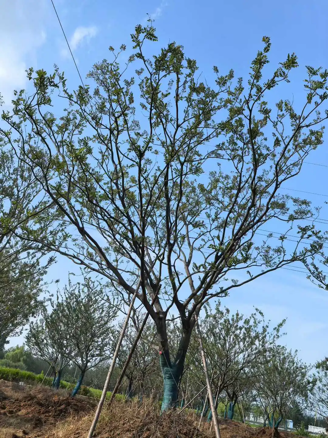 介绍华中常用乔木-朴树