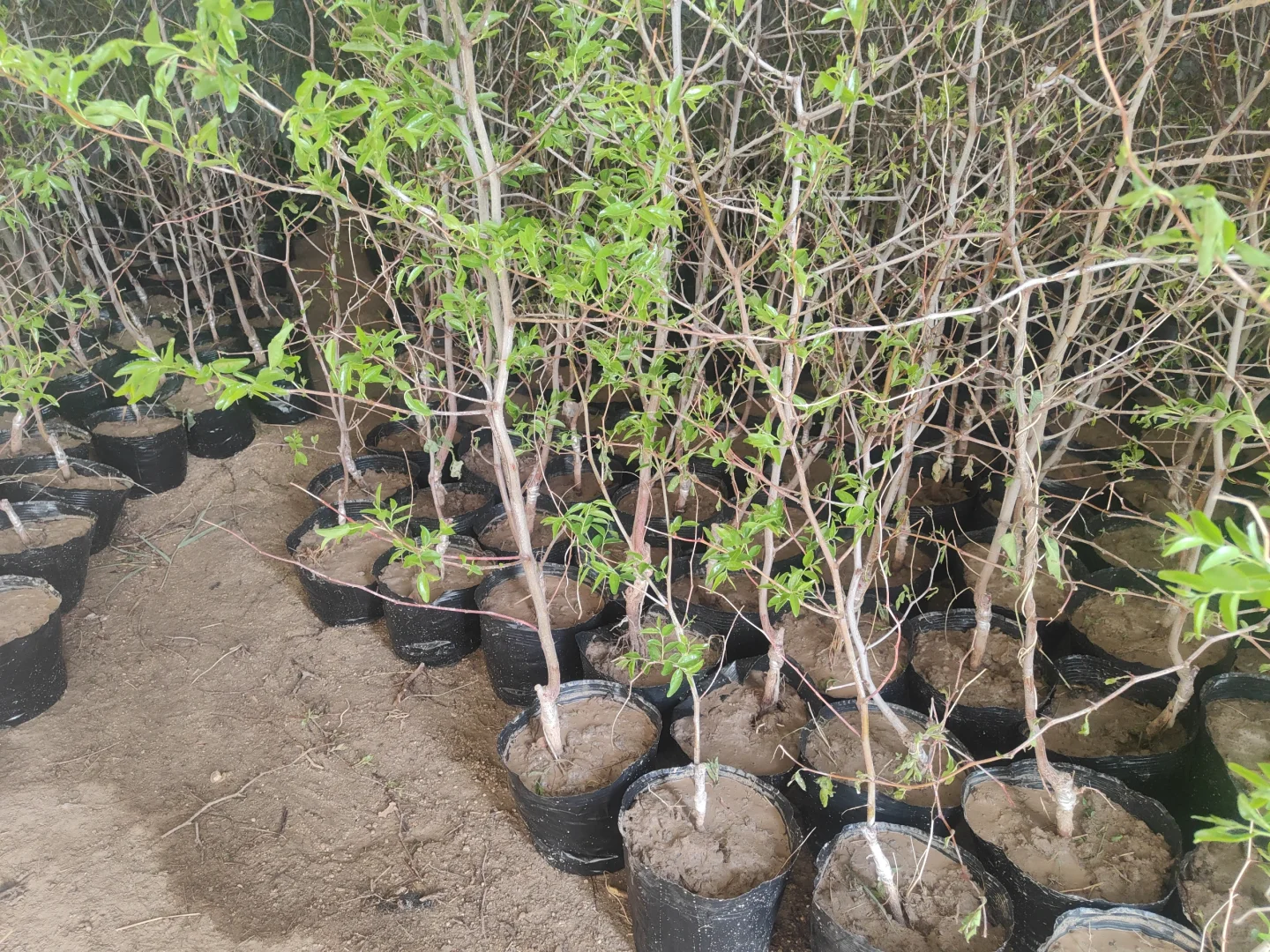 蟠枣，三代冬枣带盆发货