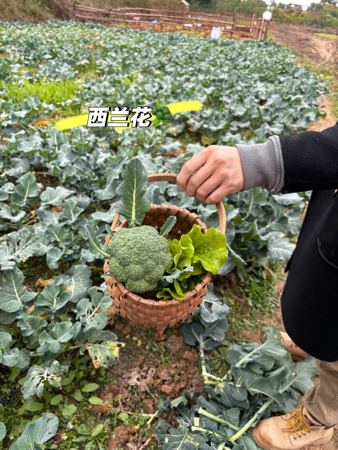 冬日里来逛菜园，看看菜园里面有什么？