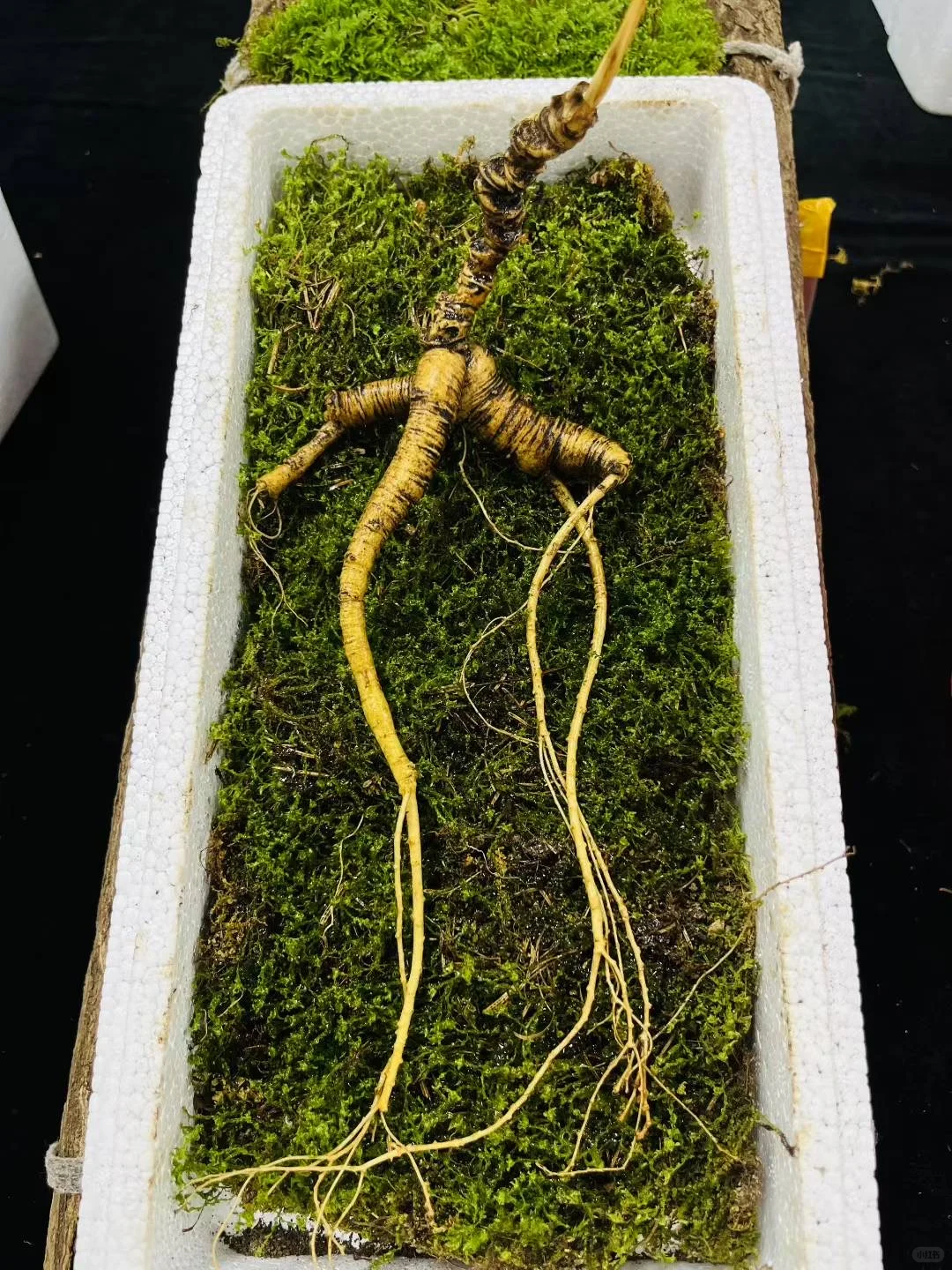 今日份野山参：放山老山参，22克，4指多卢头