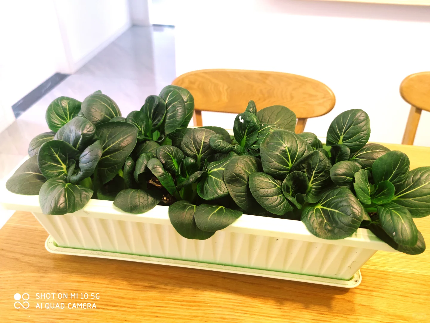 阳台种菜大全。