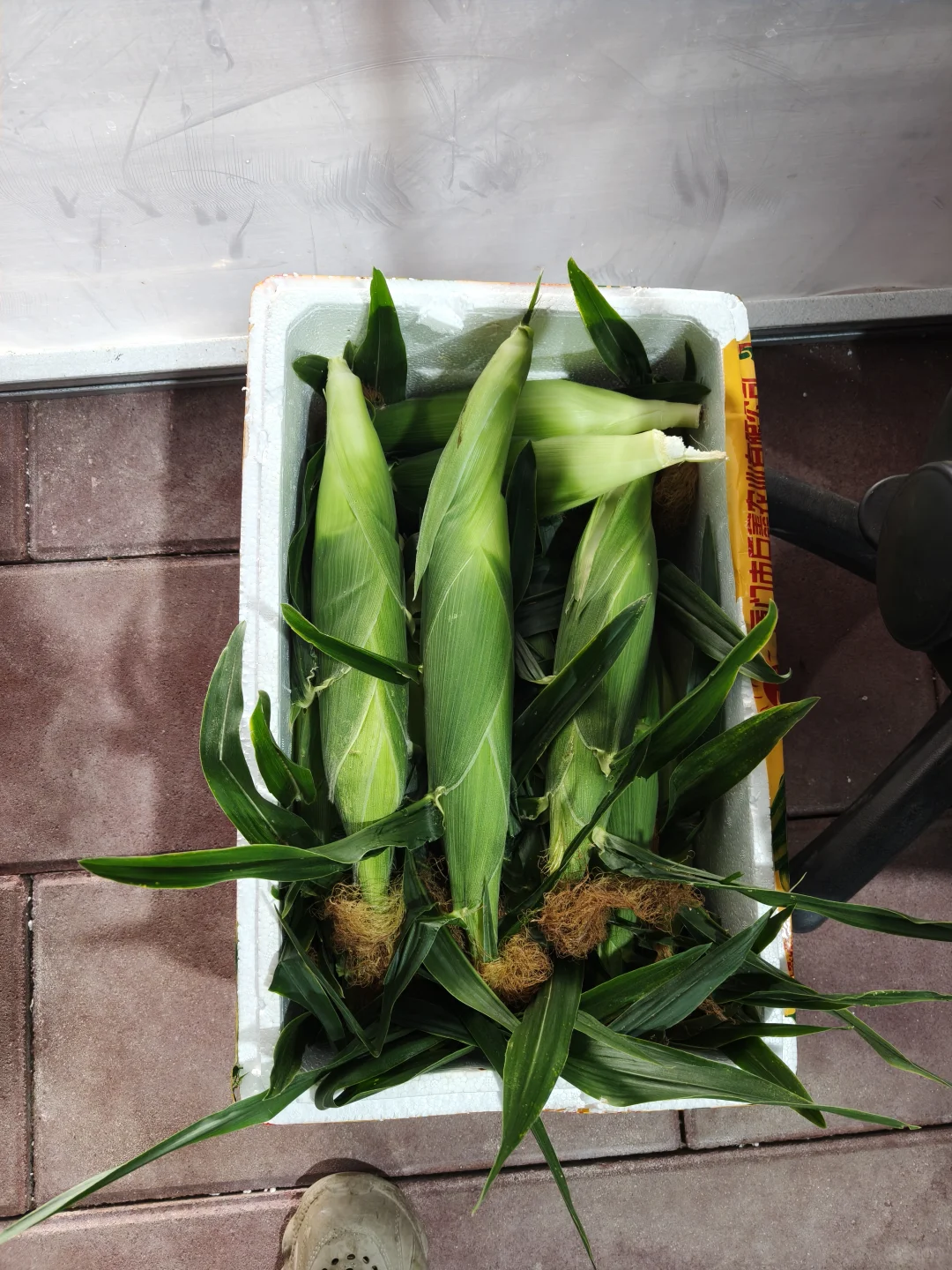 朝阳行业?我的新农人日记✨